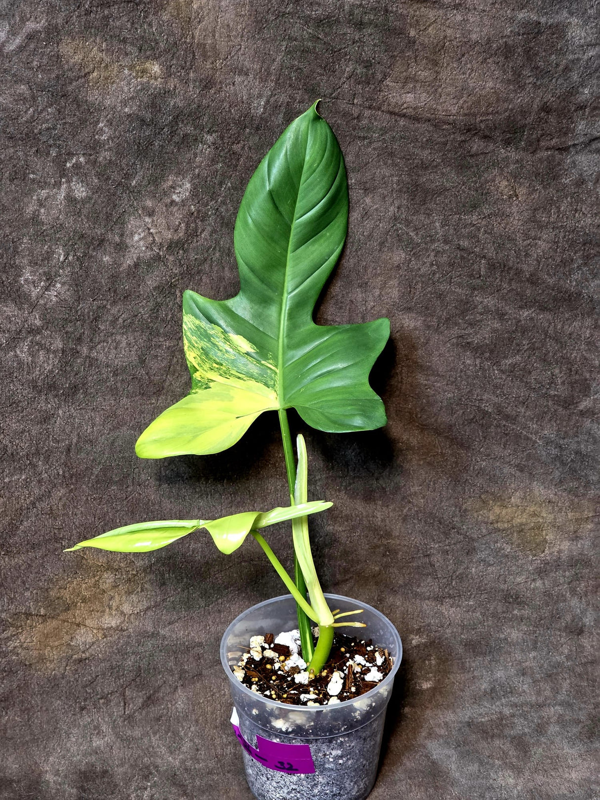 Variegated Philodendron Bipennifolium in a Nursery Pot - Bipennifolium Potted Plant - Exact SAME Live Plant - US Seller