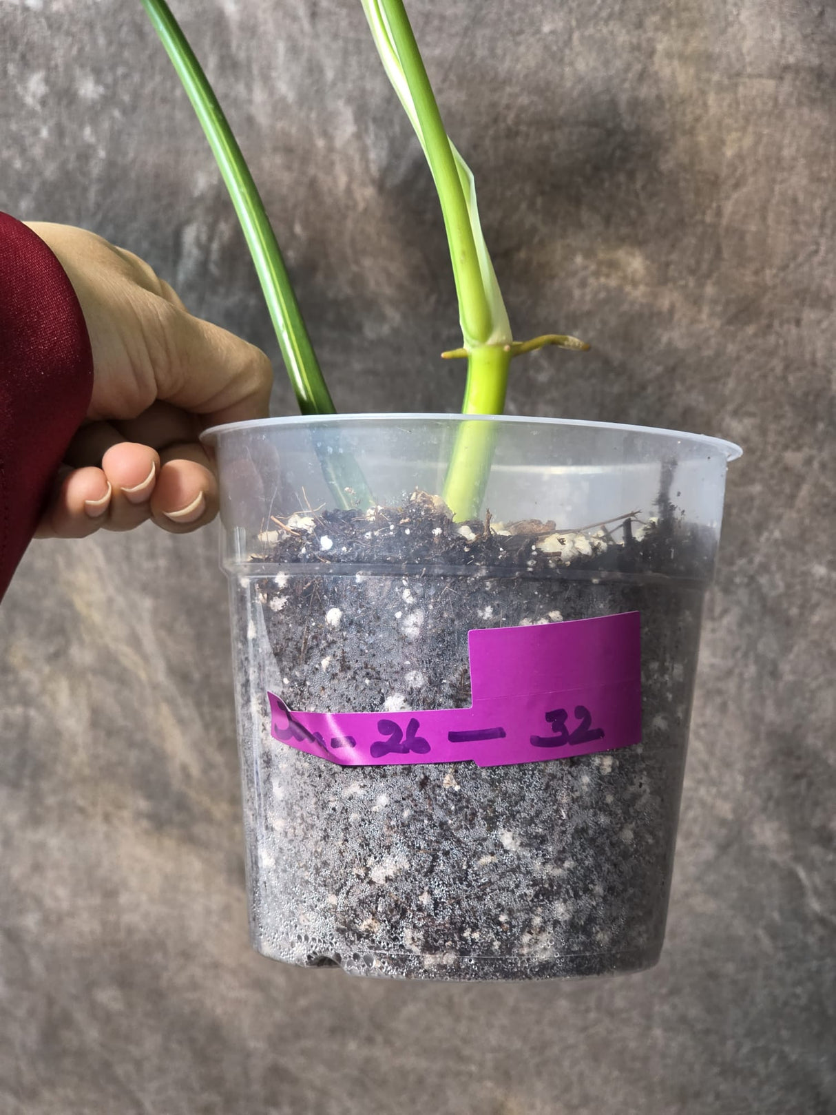 Variegated Philodendron Bipennifolium in a Nursery Pot - Bipennifolium Potted Plant - Exact SAME Live Plant - US Seller