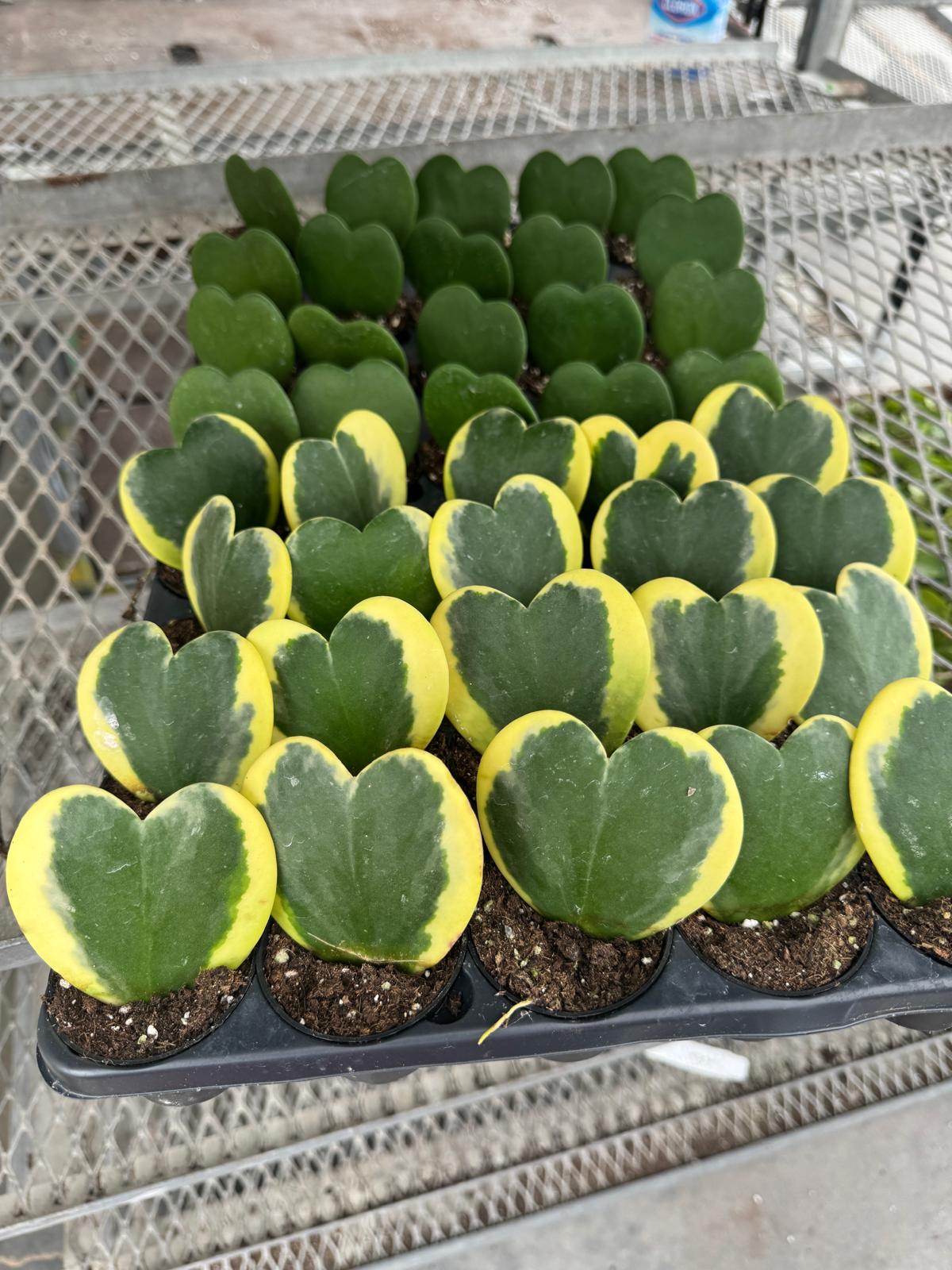2" Hoya Assorted (Wholesale Indoor Plant Case of 10 Pots)