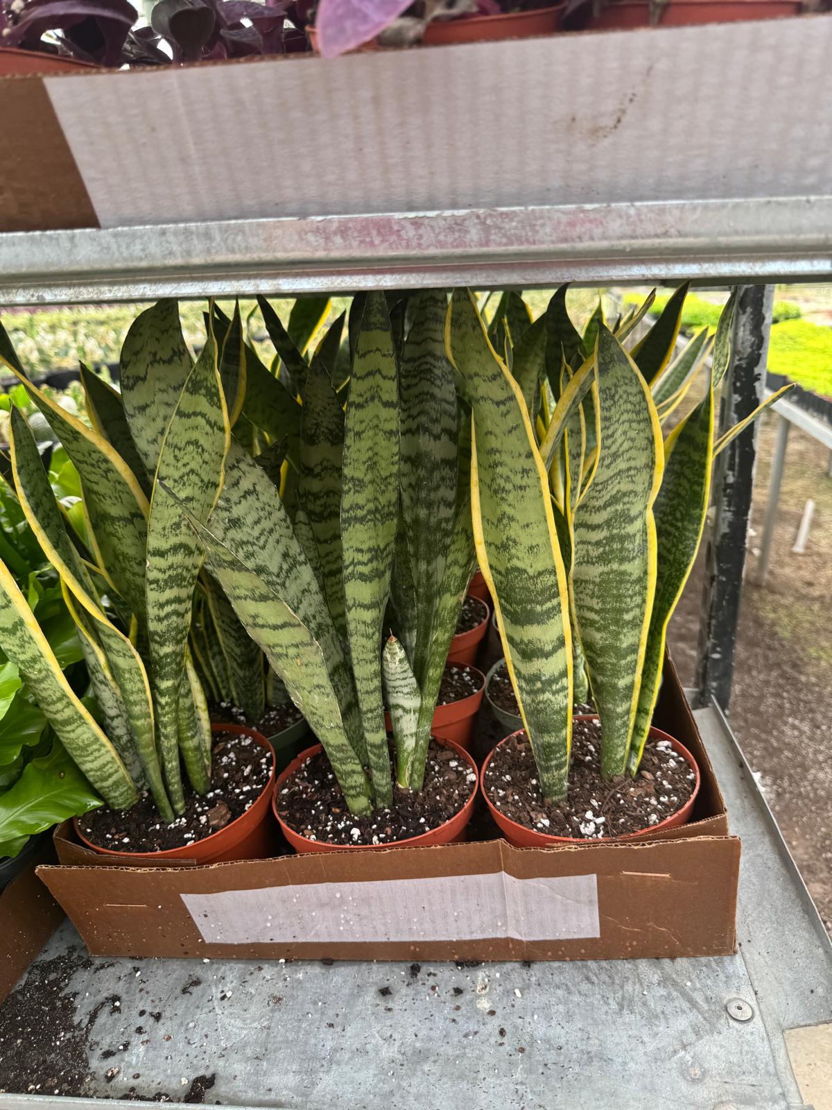 6” Snake Plant (Wholesale Indoor Plant Case of 10 Pots)