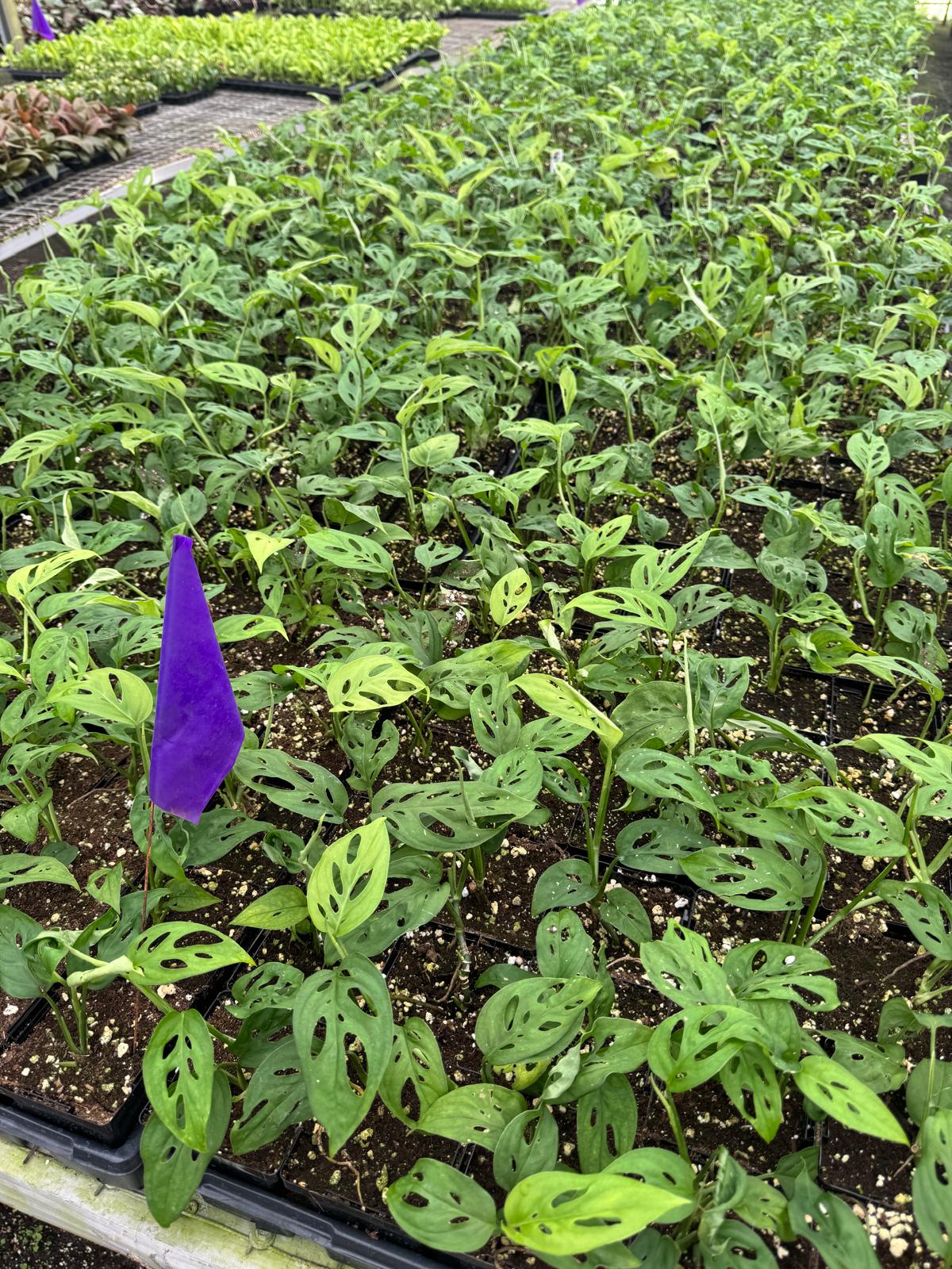 Wholesale 2” Monstera Adansonii – Swiss Cheese Plant (Case of 10 Pots)