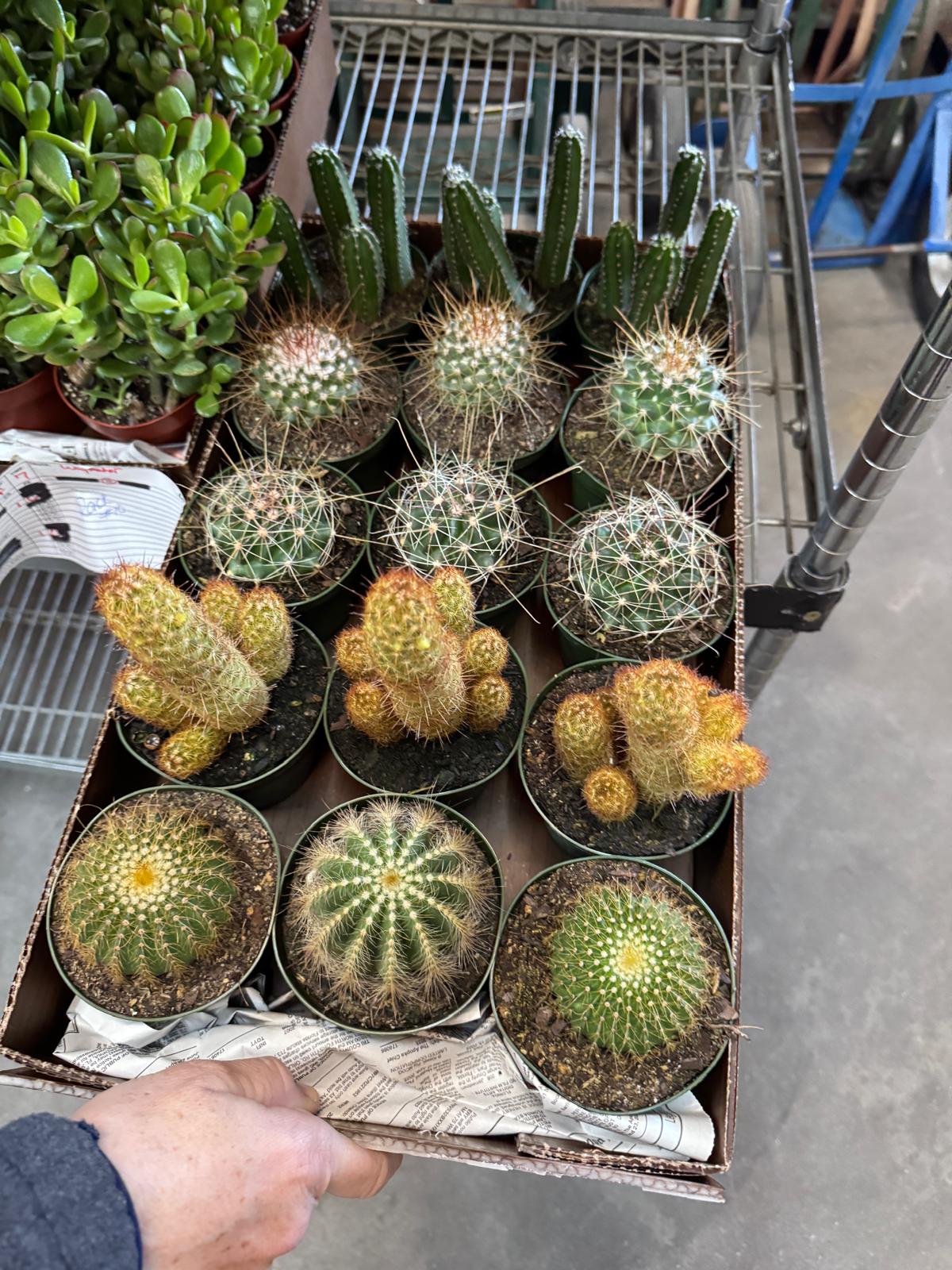 Wholesale 4” Assorted Cactus – Indoor Succulent Plants (Case of 10 Pots)