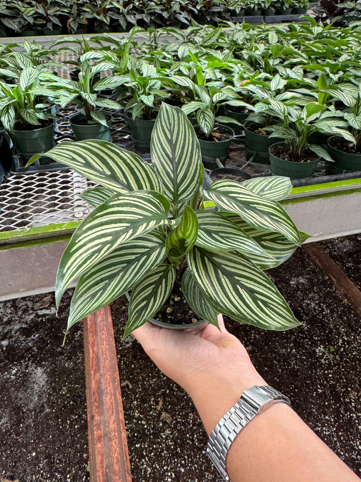 4” Calathea Vittata – Live Prayer Plant with White Striped Leaves - Indoor Tropical Houseplant