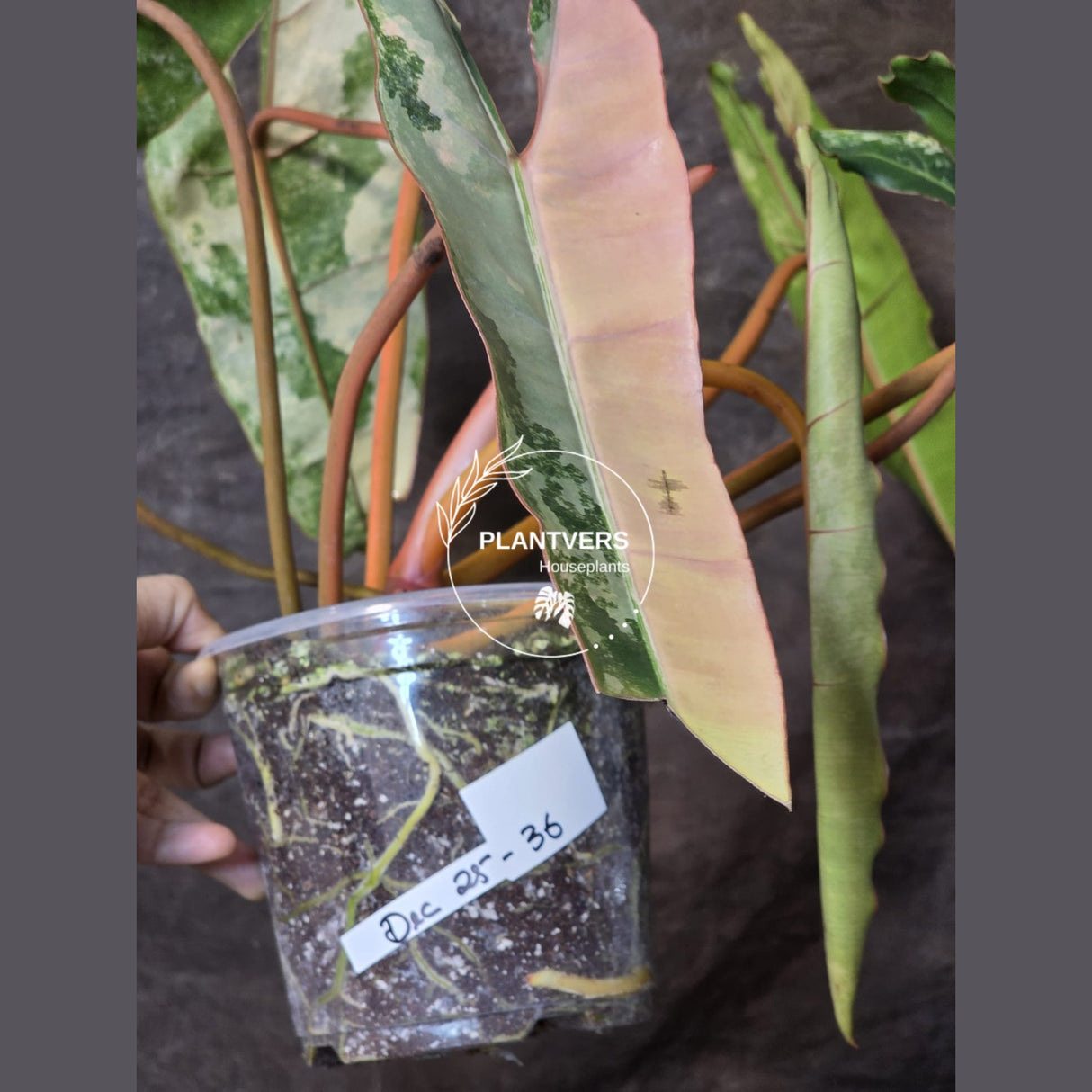 variegated Billietiae