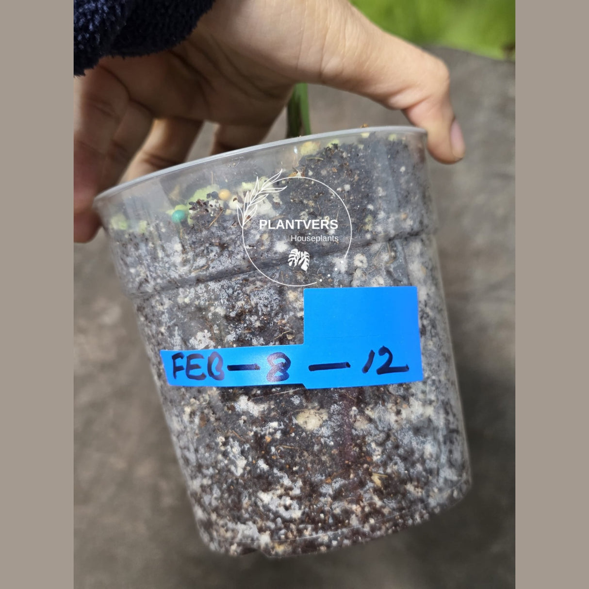 Super Rare Variegated Monstera Green on Green Plant - Variegated Monstera Mature Potted Plant - Collector's Indoor SAME Plant