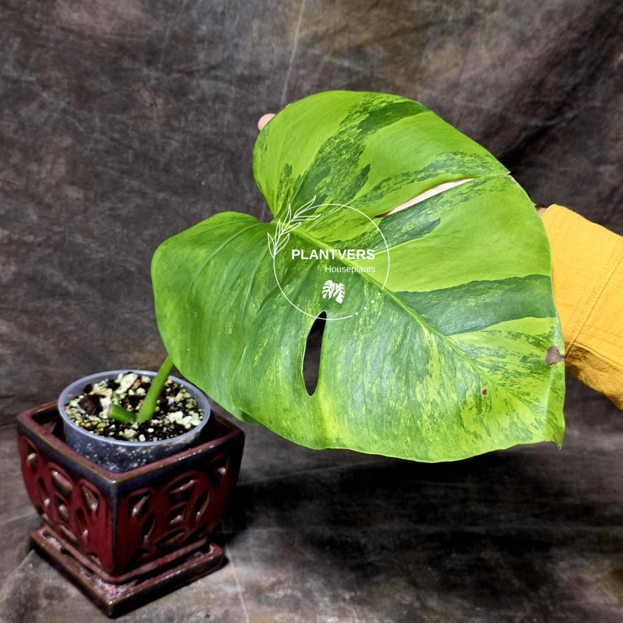 Super Rare Variegated Monstera Green on Green Plant - Variegated Monstera Mature Potted Plant - Collector's Indoor SAME Plant