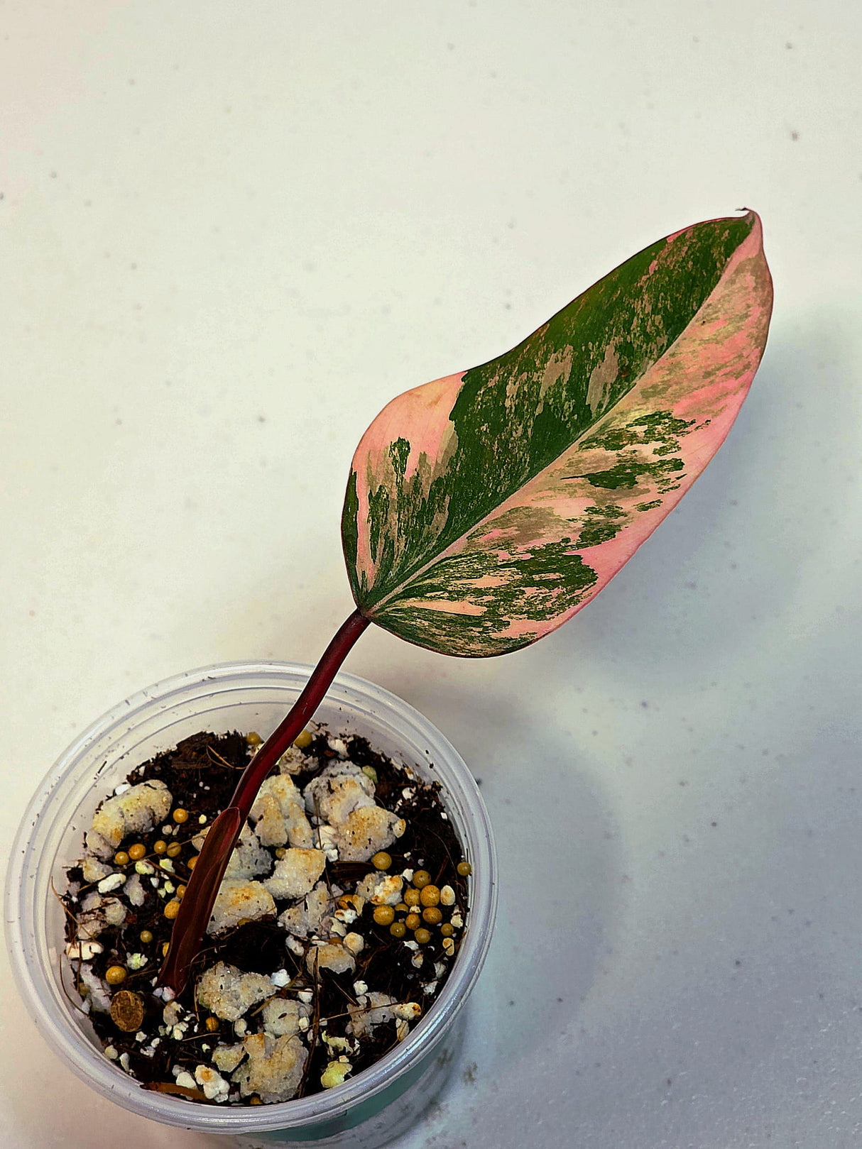 Variegated Philodendron Strawberry Shake Exact Plant - Rare Collector Plant - Gift Indoor Bright Pink - Exotic Plants - US Seller