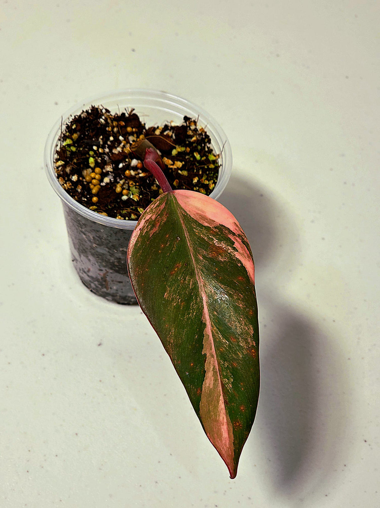 Variegated Philodendron Strawberry Shake Exact Plant - Rare Collector Plant - Gift Indoor Bright Pink - Exotic Plants - US Seller