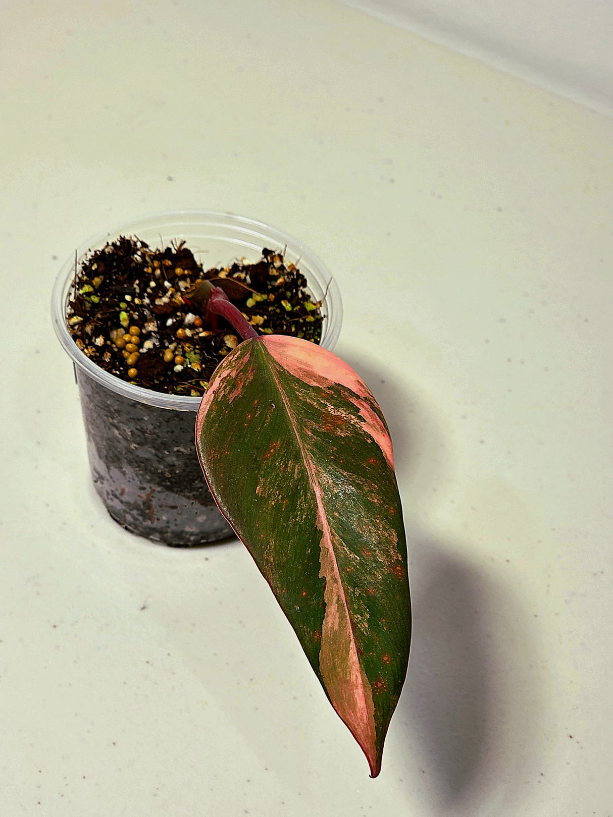 Variegated Philodendron Strawberry Shake Exact Plant - Rare Collector Plant - Gift Indoor Bright Pink - Exotic Plants - US Seller