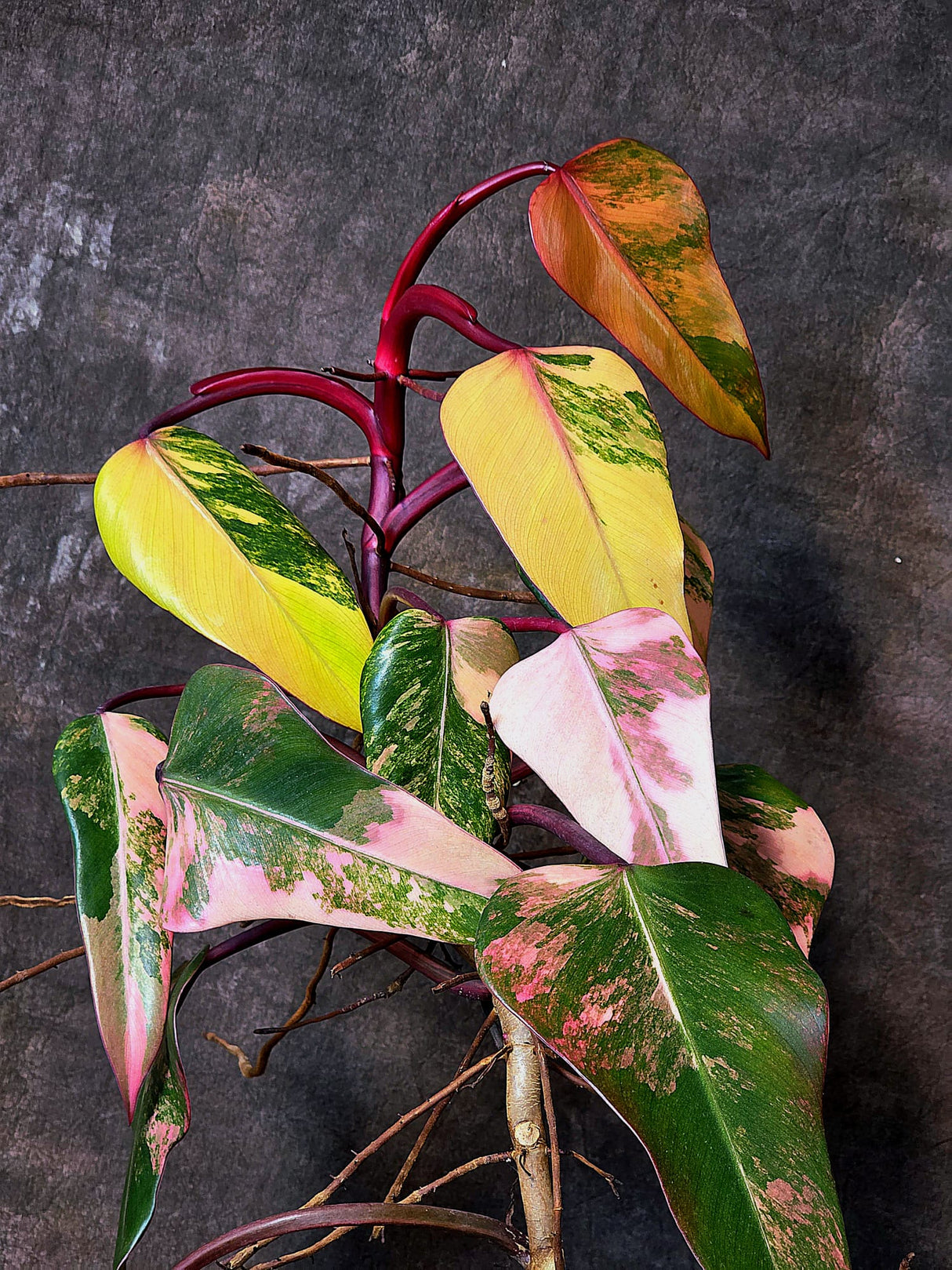 Variegated Philodendron Strawberry Shake Exact Plant - Rare Collector Plant - Gift Indoor Bright Pink - Exotic Plants - US Seller