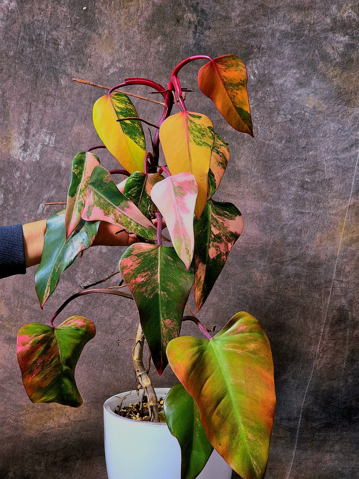 Variegated Philodendron Strawberry Shake Exact Plant - Rare Collector Plant - Gift Indoor Bright Pink - Exotic Plants - US Seller