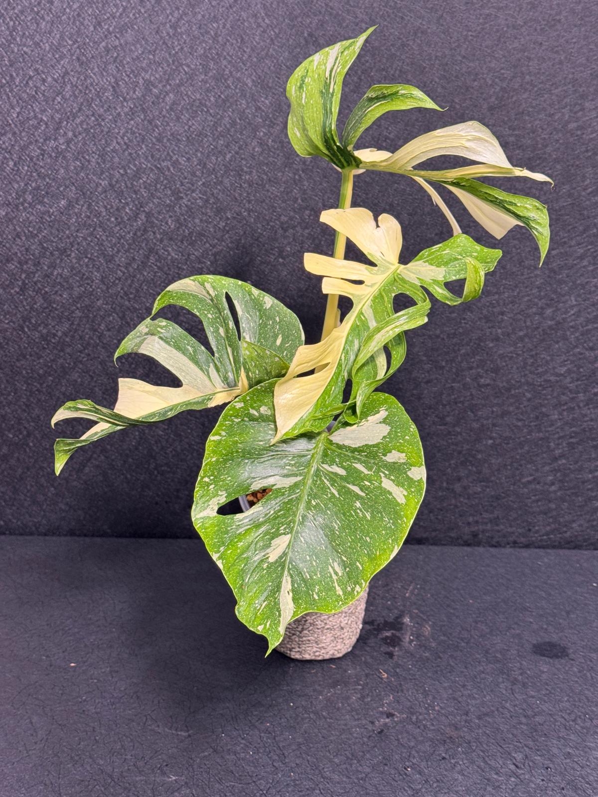 Monstera Deliciosa Medusa Variegated Live Plant - Super Rare Variegated Monstera - Exotic Indoor Collector Plant - US Seller