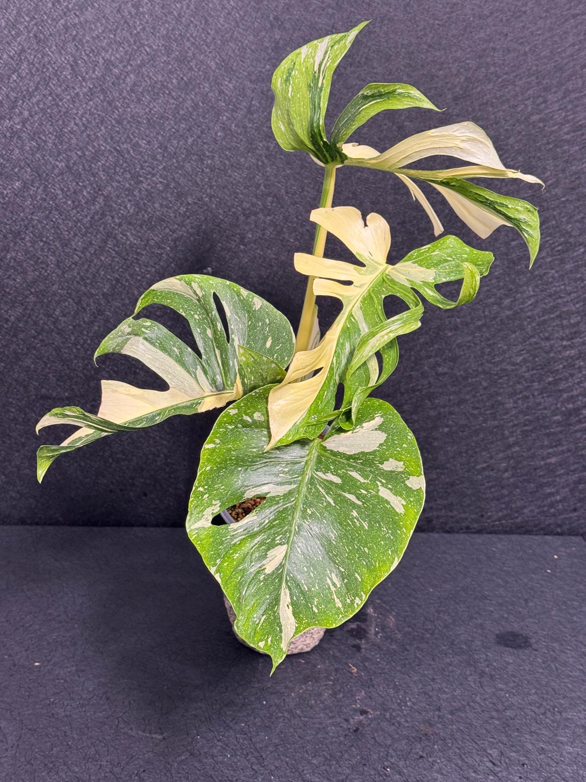Monstera Deliciosa Medusa Variegated Live Plant - Super Rare Variegated Monstera - Exotic Indoor Collector Plant - US Seller