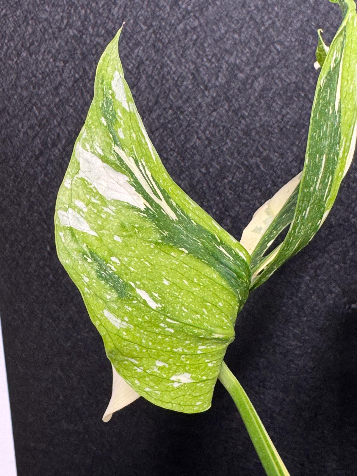 Monstera Deliciosa Medusa Variegated Live Plant - Super Rare Variegated Monstera - Exotic Indoor Collector Plant - US Seller
