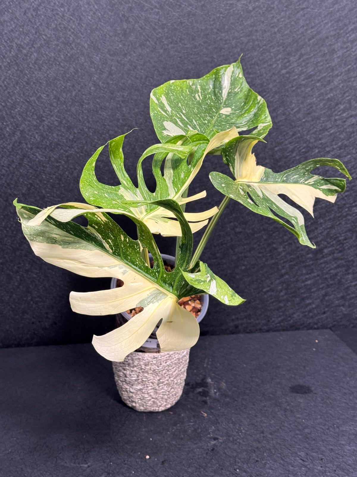 Monstera Deliciosa Medusa Variegated Live Plant - Super Rare Variegated Monstera - Exotic Indoor Collector Plant - US Seller
