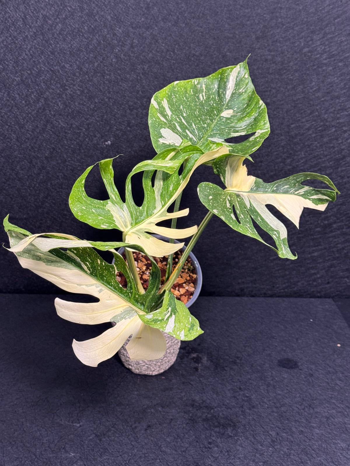 Monstera Deliciosa Medusa Variegated Live Plant - Super Rare Variegated Monstera - Exotic Indoor Collector Plant - US Seller