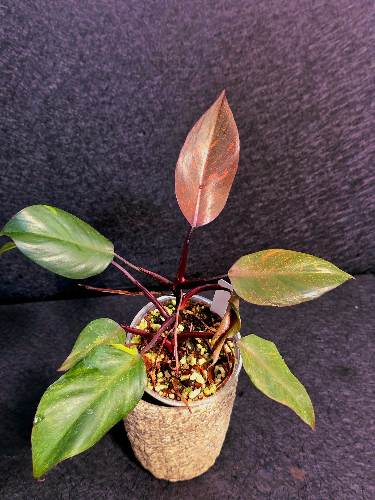 collector rare plant