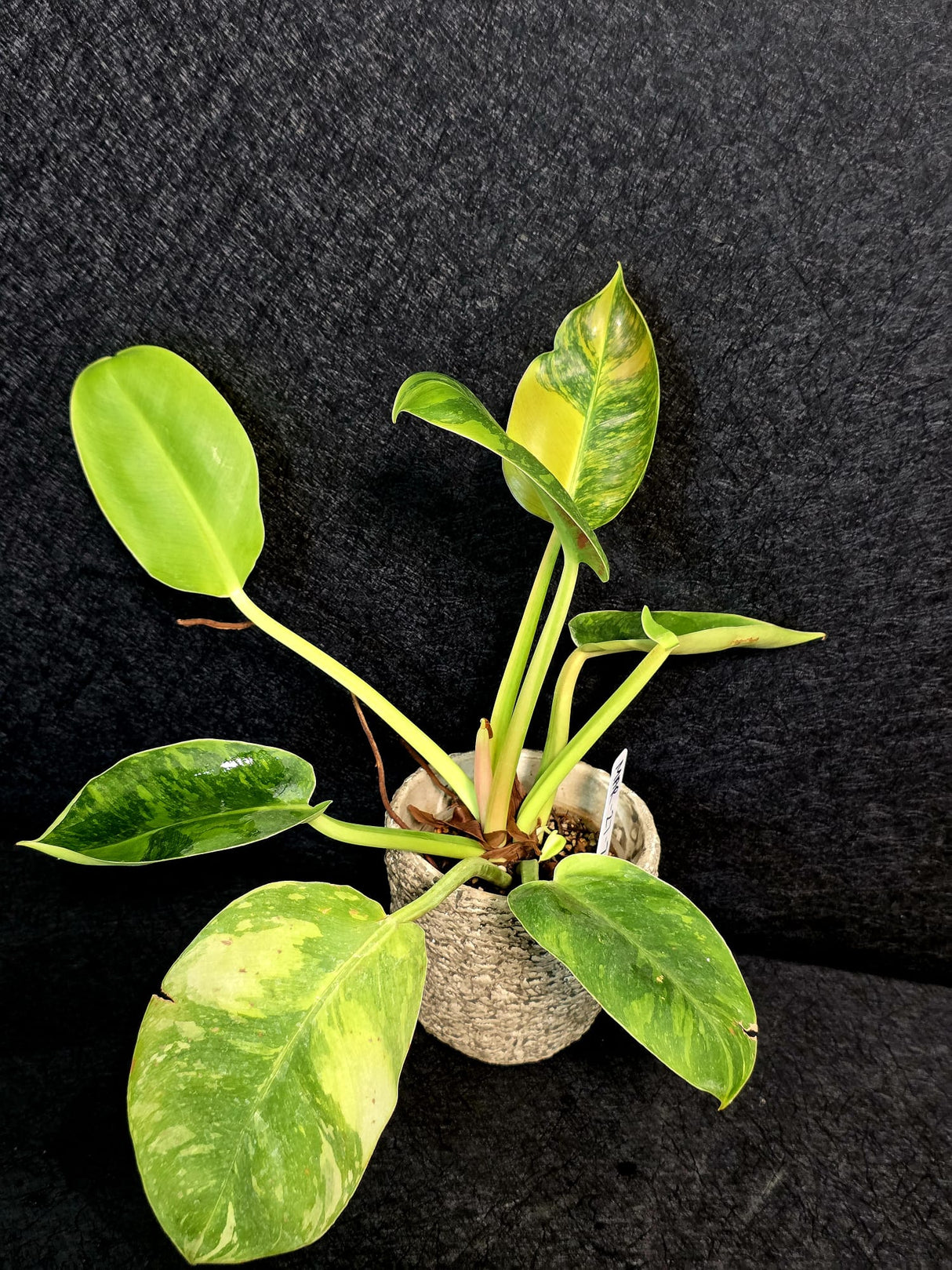Highly Variegated