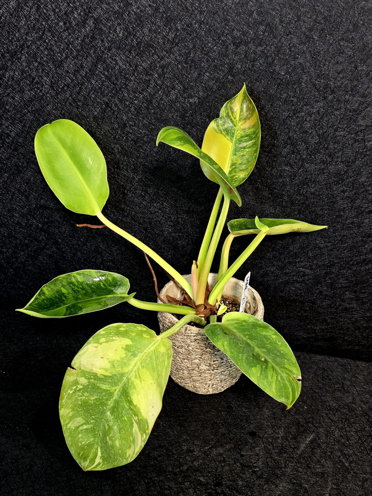 Variegated plant