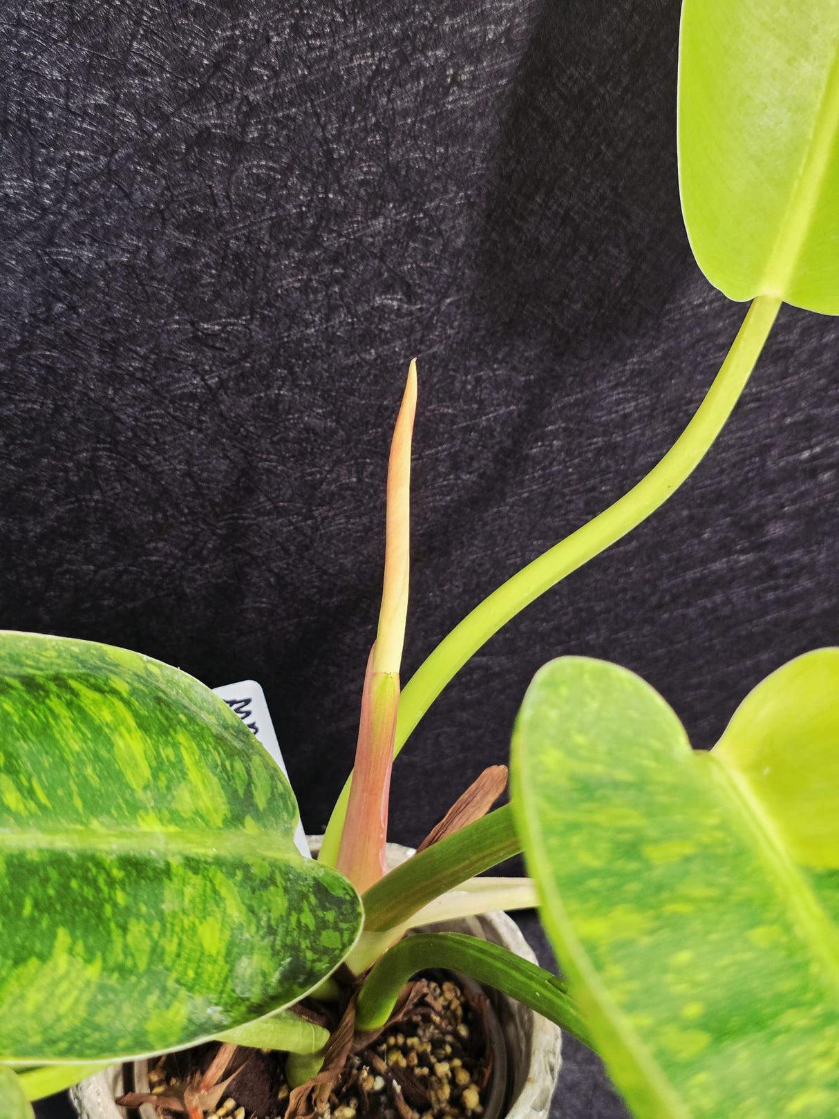 Green Congo Plant