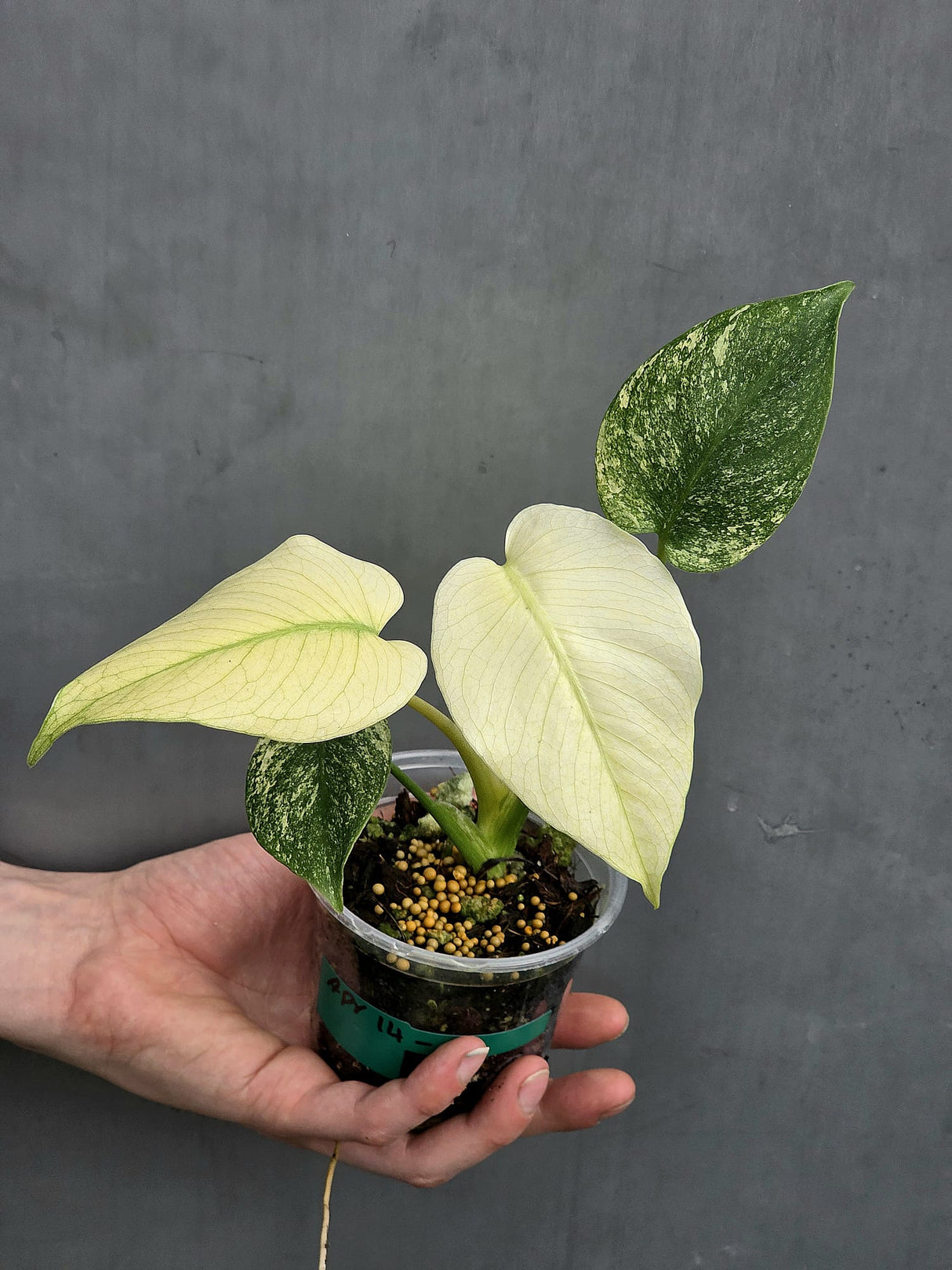 Monstera Mint Plant