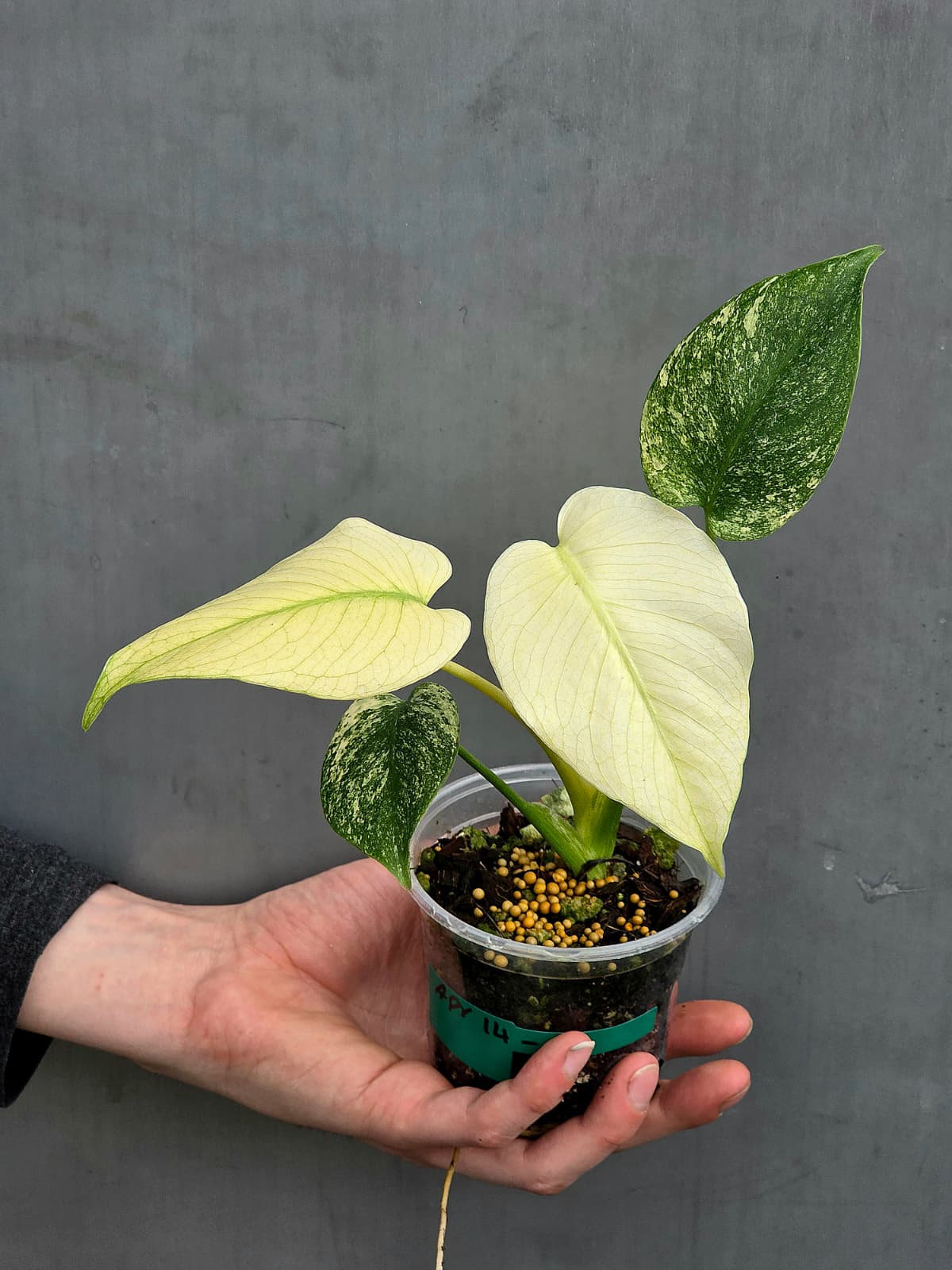 Super rare Plant