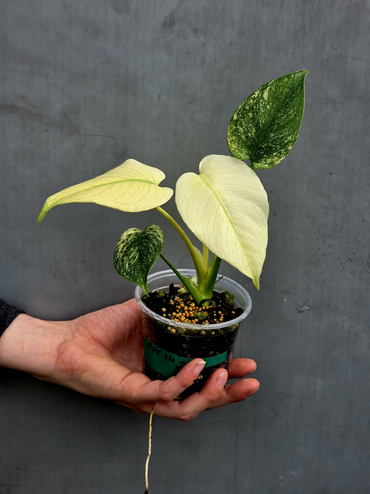 monstera deliciosa mint