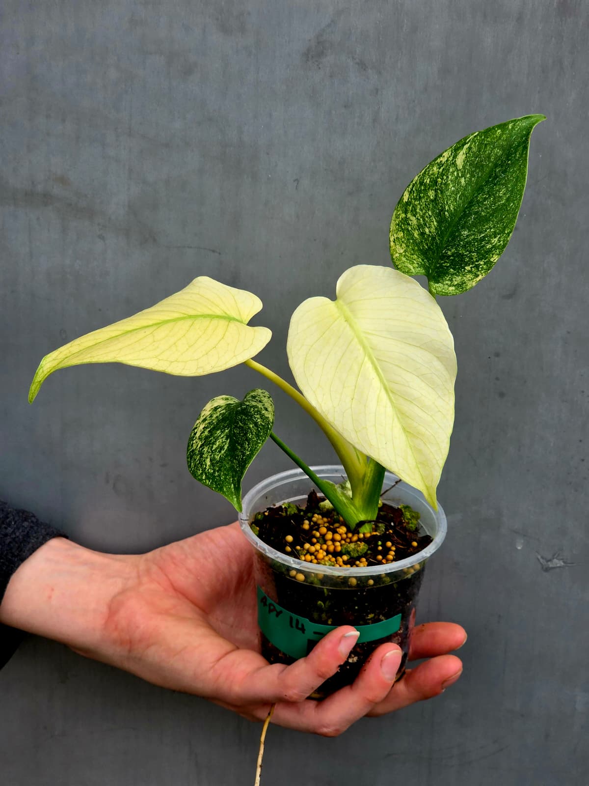 mature deliciosa mint Plant