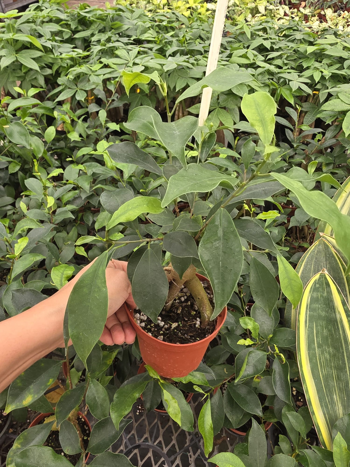 Wholesale-4" Ficus Benjamina -Air Purifying Indoor Plant For Home