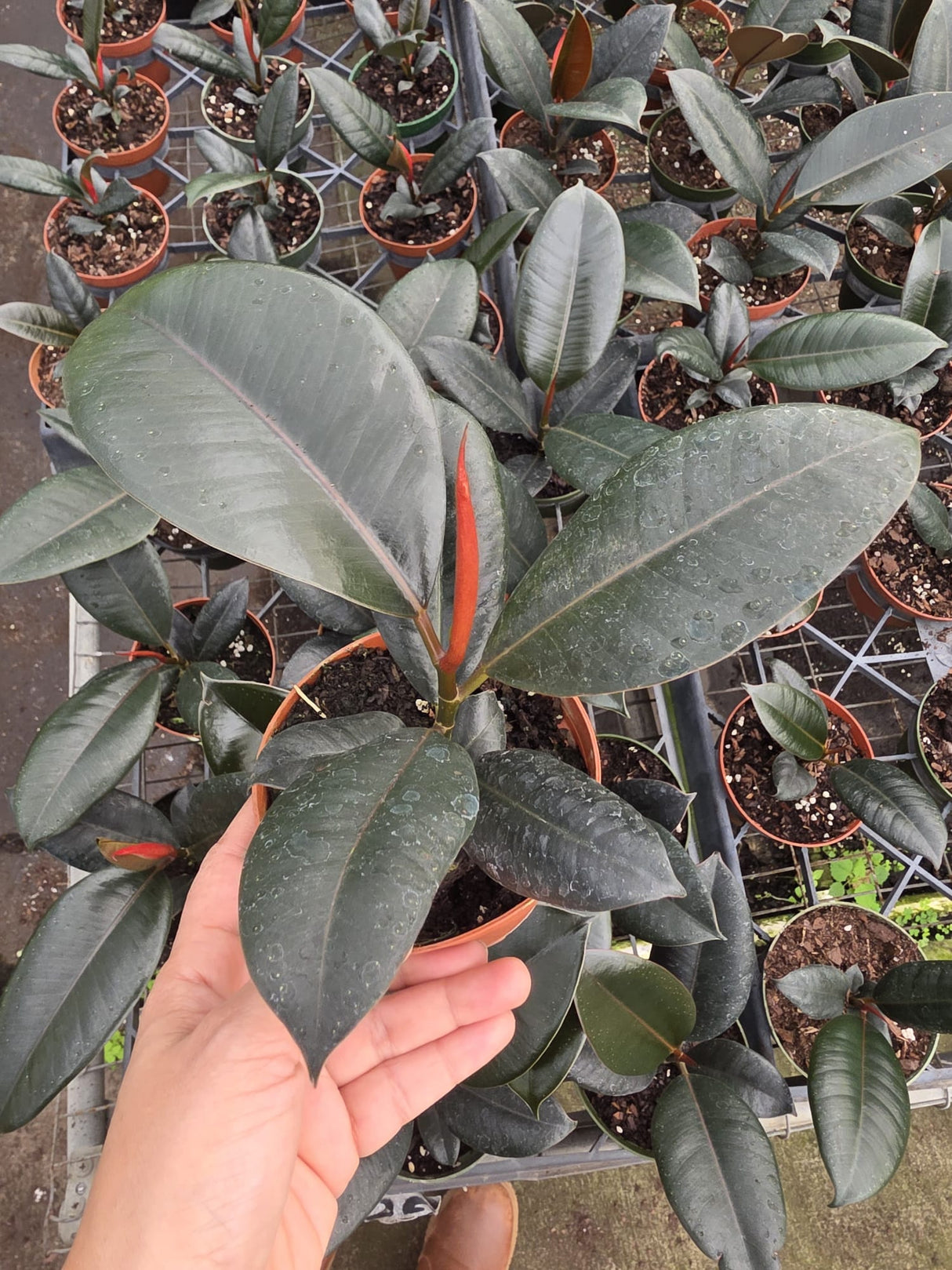 Wholesale- 4" Burgundy Ficus - Indoor Plant For Home Decor