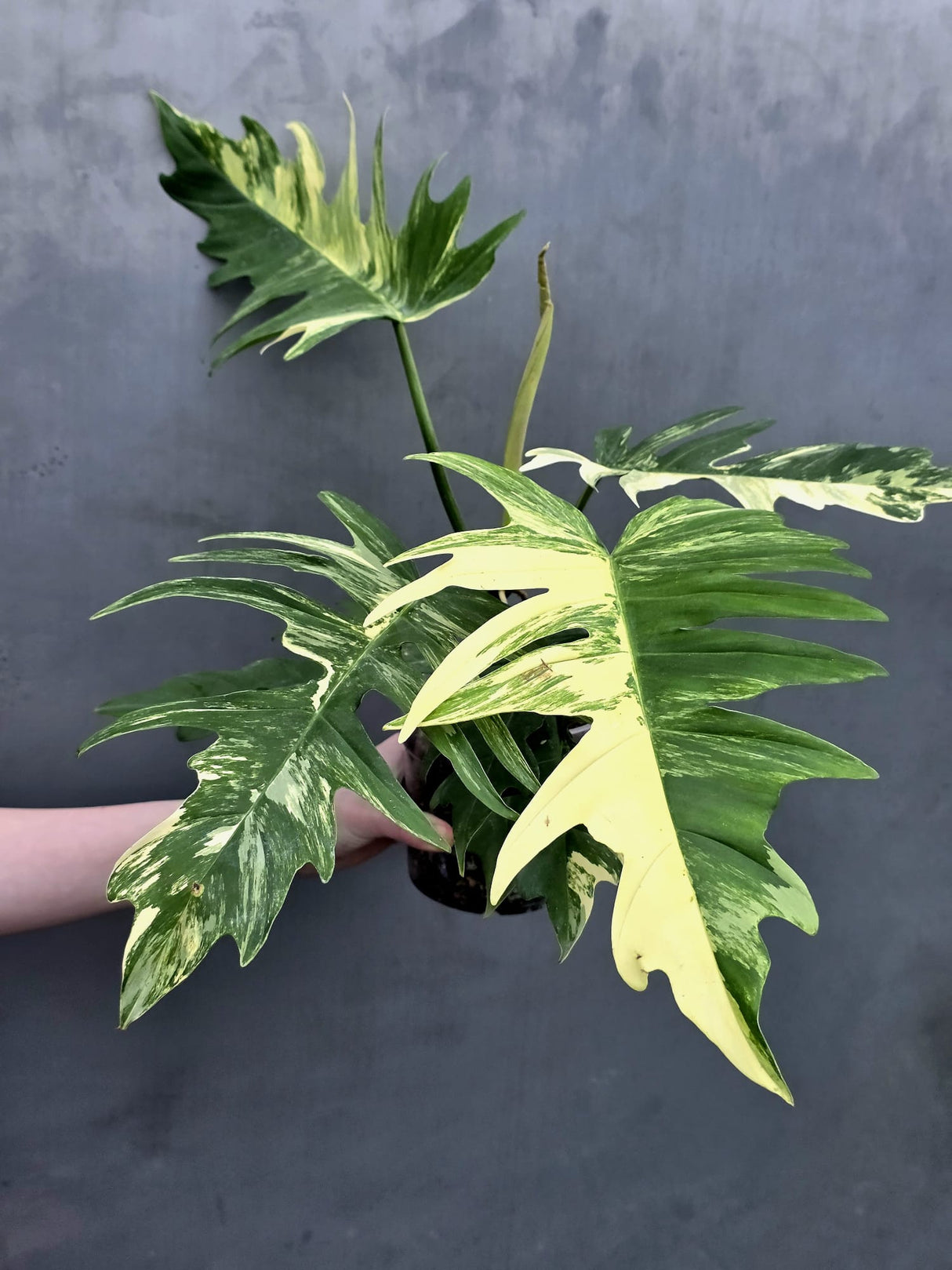 Tortum Plant