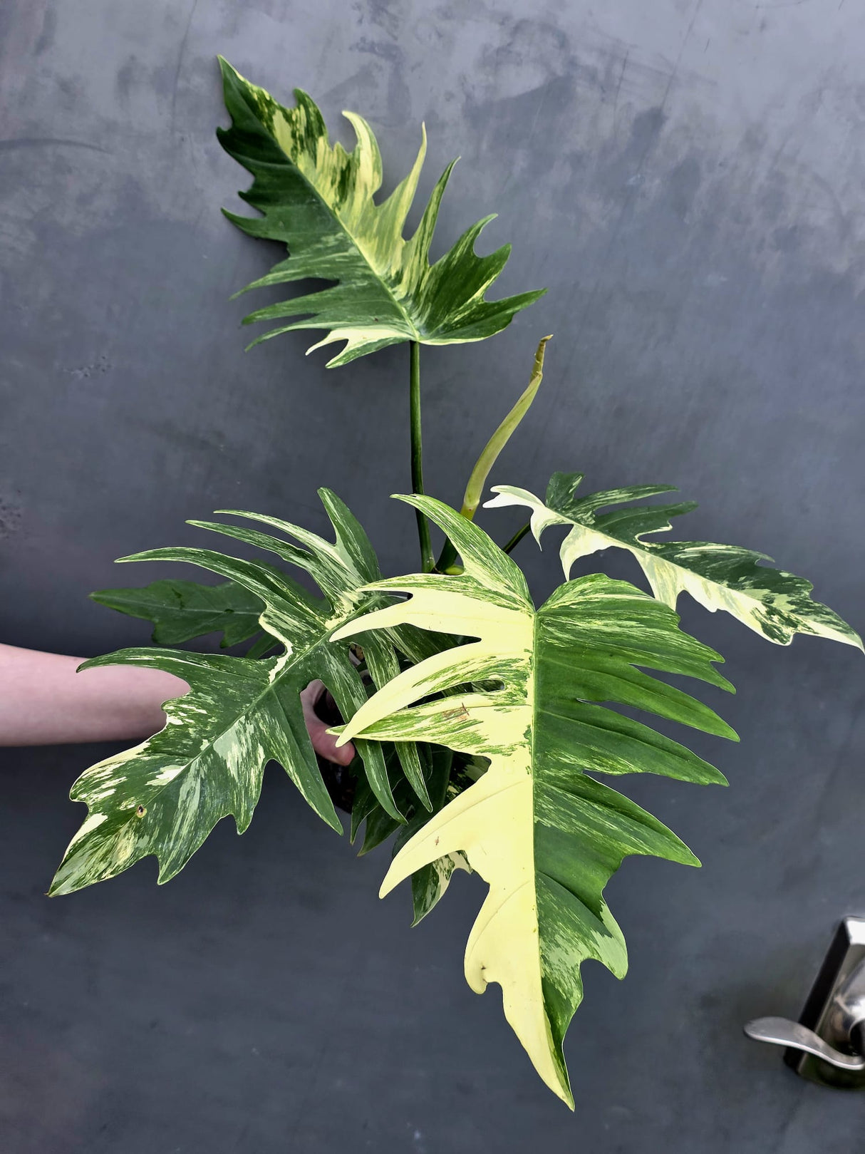 Cream White Plant