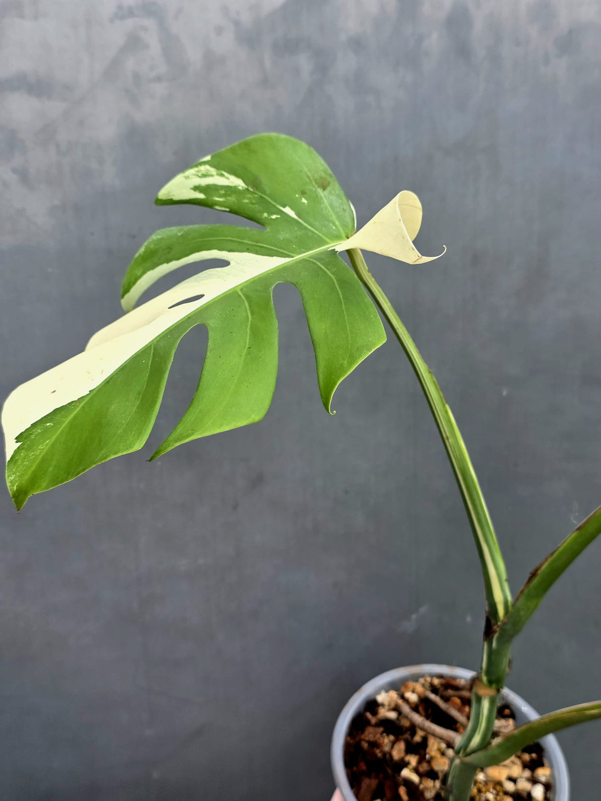 Rare Variegated Monstera Albo Live Plant - White Albo Borsigiana - Exact Same Plant - US Seller