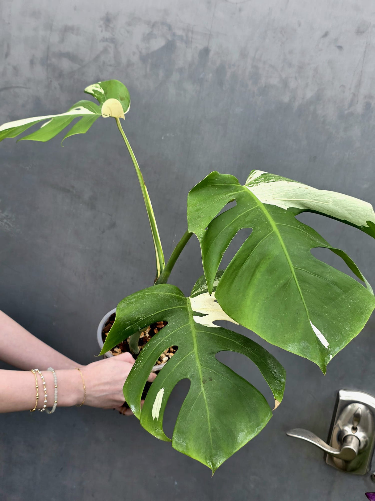 Rare Variegated Monstera Albo Live Plant - White Albo Borsigiana - Exact Same Plant - US Seller