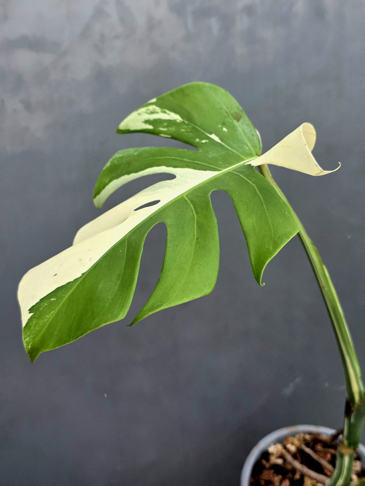 Rare Variegated Monstera Albo Live Plant - White Albo Borsigiana - Exact Same Plant - US Seller