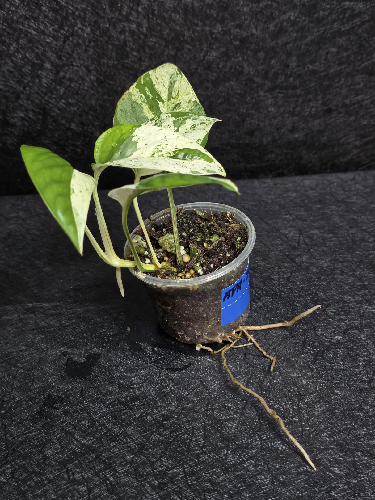 RARE Variegated Epipremnum Pinnatum Albo - Exact SAME Plant - US Seller