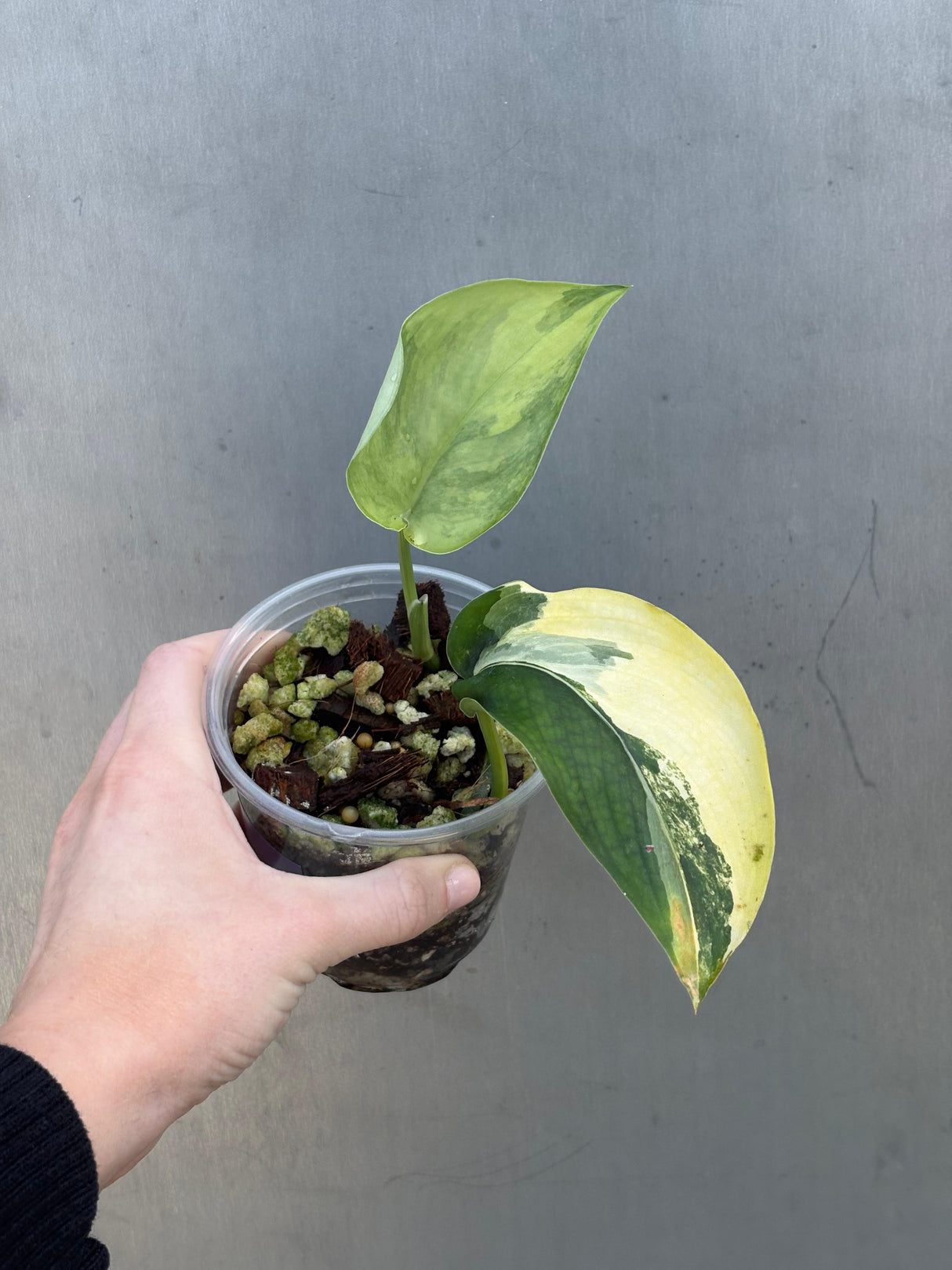 Scindapsus Jade Satin Variegated Plant in a Nursery Pot - Rare Collector Plant - EXACT Plant - US Seller