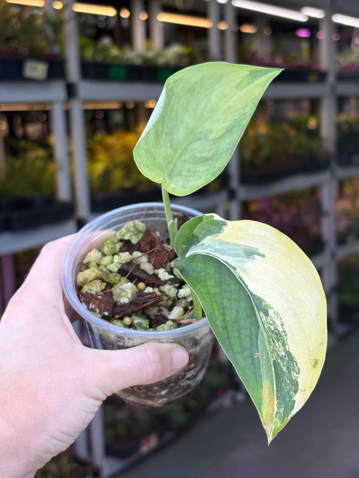 Scindapsus Jade Satin Variegated Plant in a Nursery Pot - Rare Collector Plant - EXACT Plant - US Seller