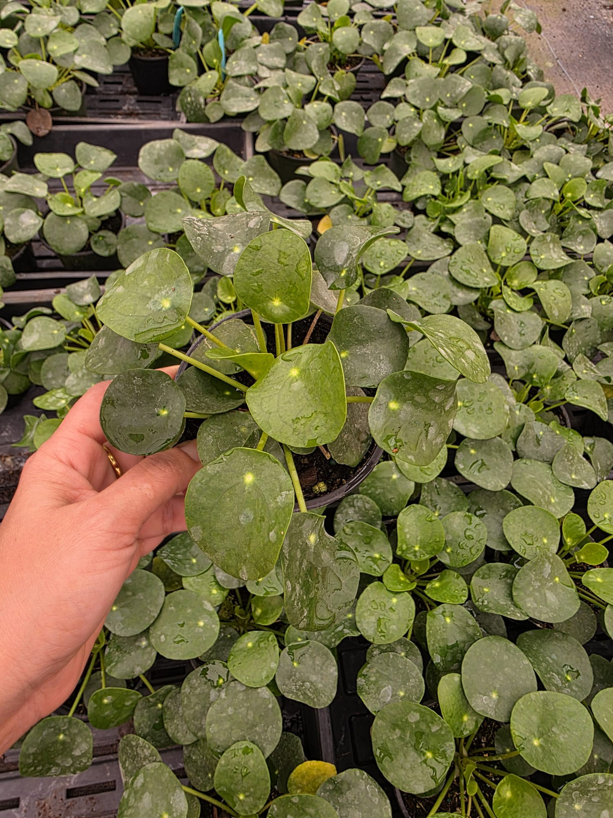 Chinese Money Plant