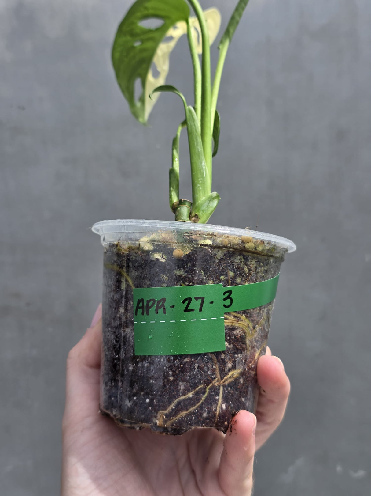 Variegated Monstera Adansonii Albo Live Plant -Rare Swiss Cheese EXACT Same Plant - Beginners Plant - US Seller