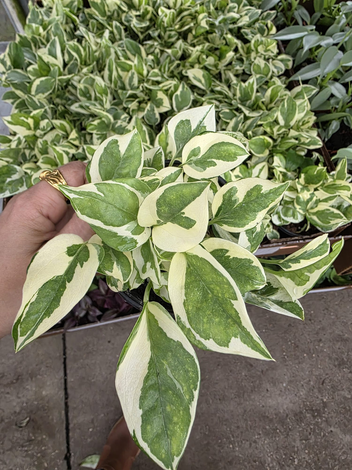 variegated pearl & jade Pothos