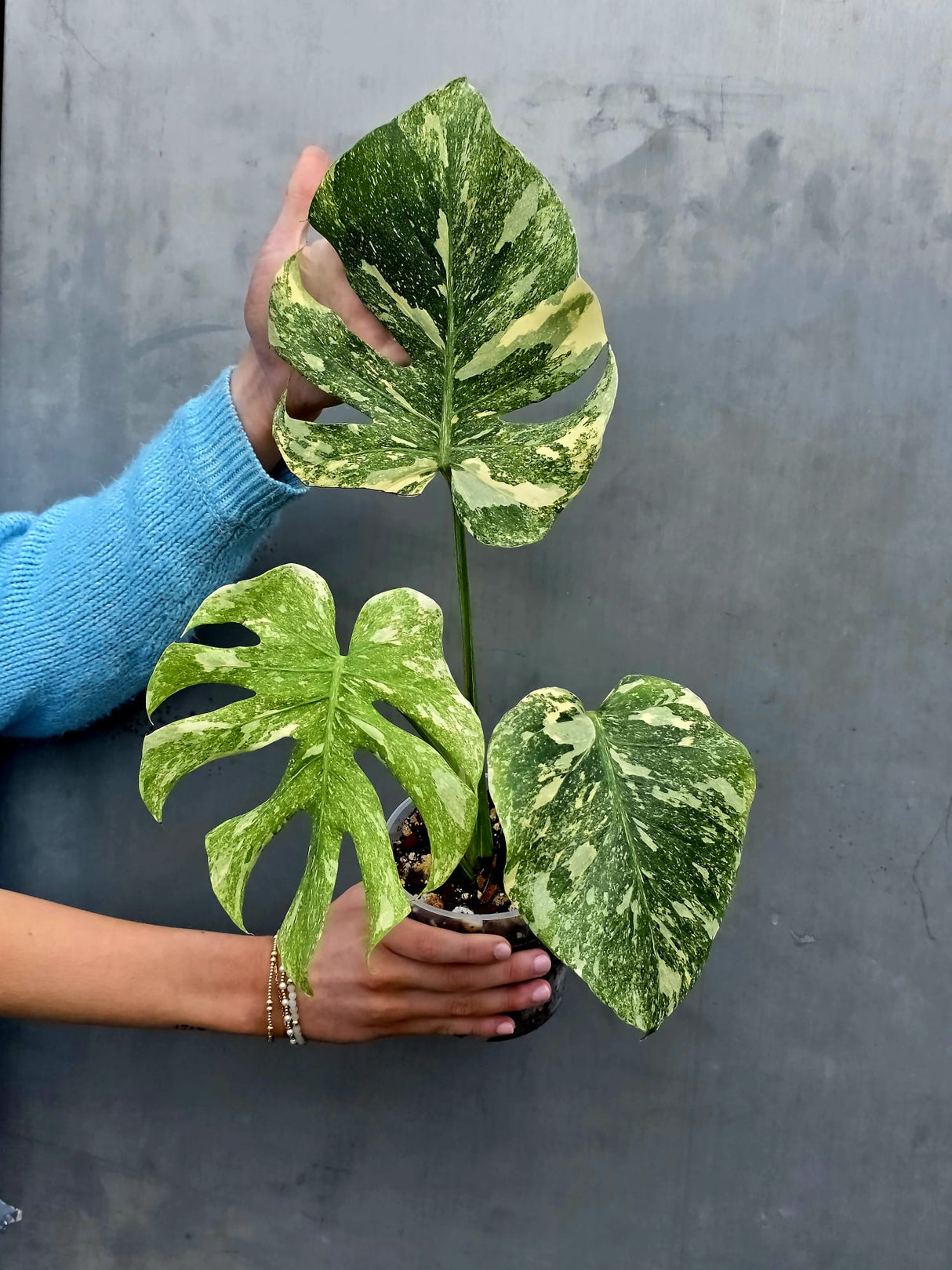Variegated Monstera Legacy - Super Rare Monstera Indoor Plant - Collector's Aroid - EXACT Plant - US Seller