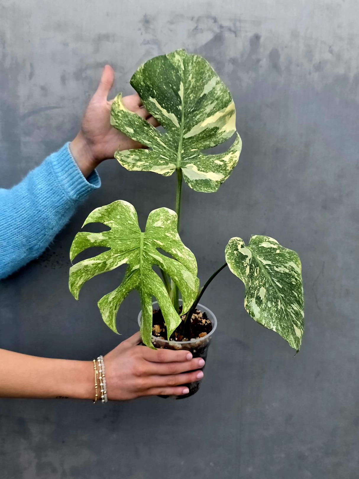 Variegated Monstera Legacy - Super Rare Monstera Indoor Plant - Collector's Aroid - EXACT Plant - US Seller
