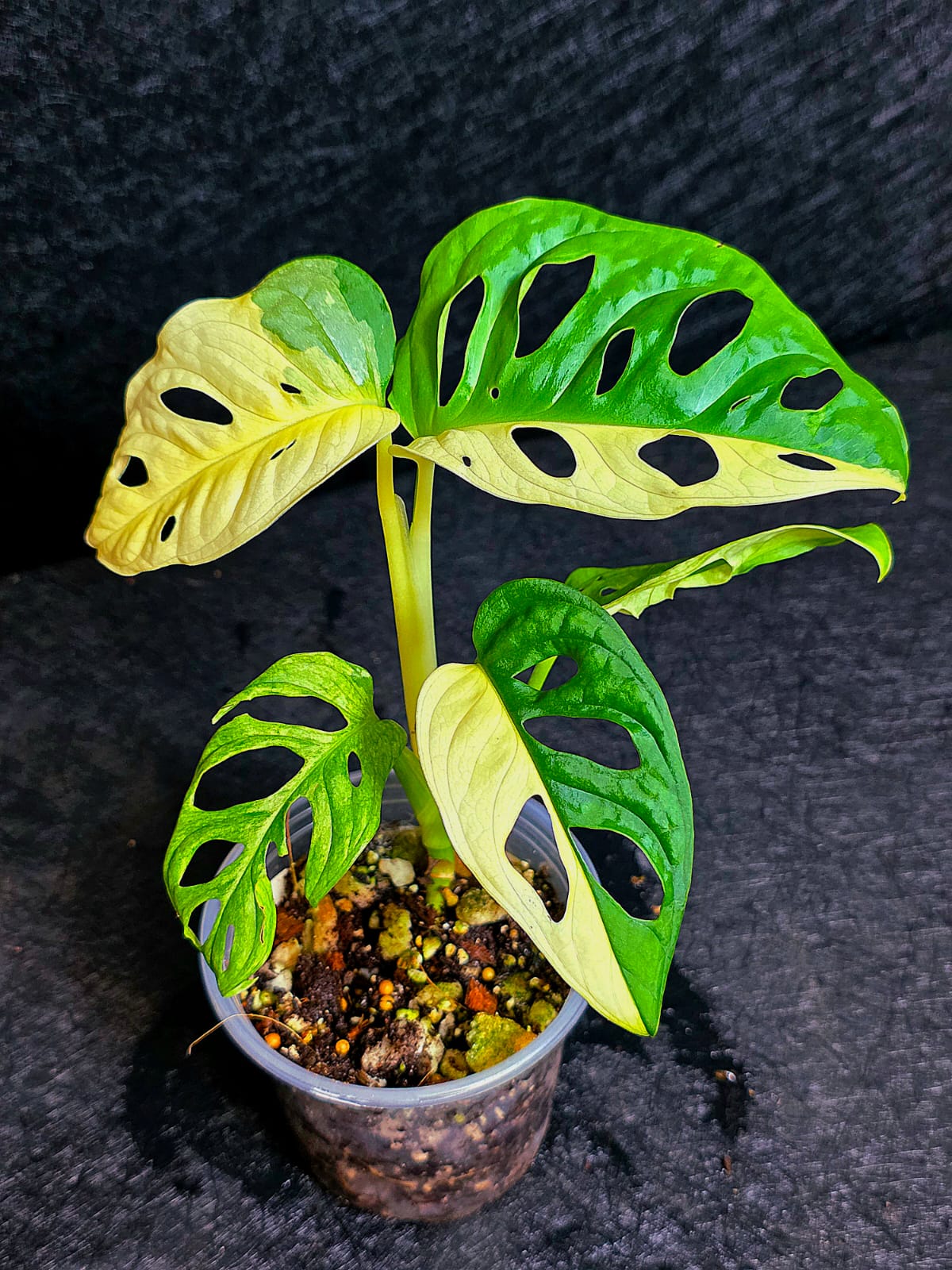 Monstera Adansonii Aurea Variegated - Swiss Cheese Plant - Exact Plant - US SELLER