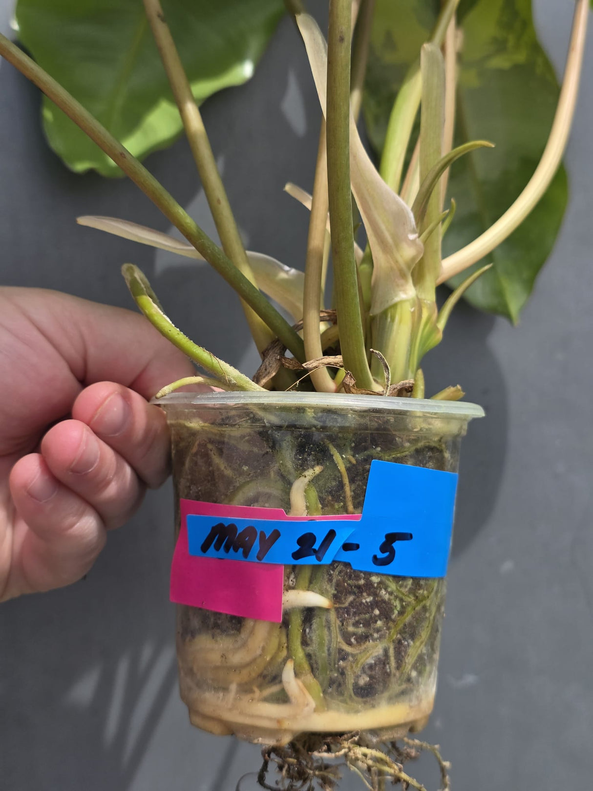 Variegated Burle Marx Philodendron - Rare Aroid - US Seller (May-21-5)