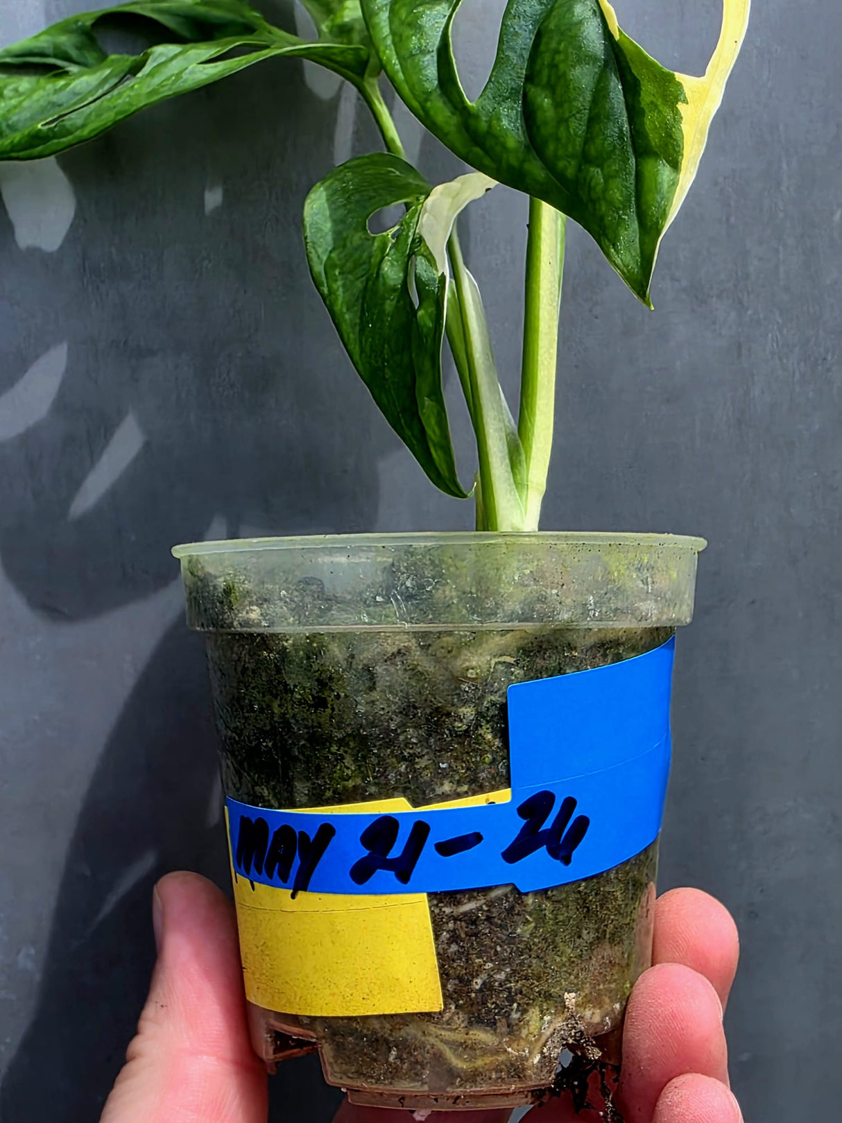 Variegated Monstera Adansonii Albo - Exact Plant - US Seller (May-21-26)
