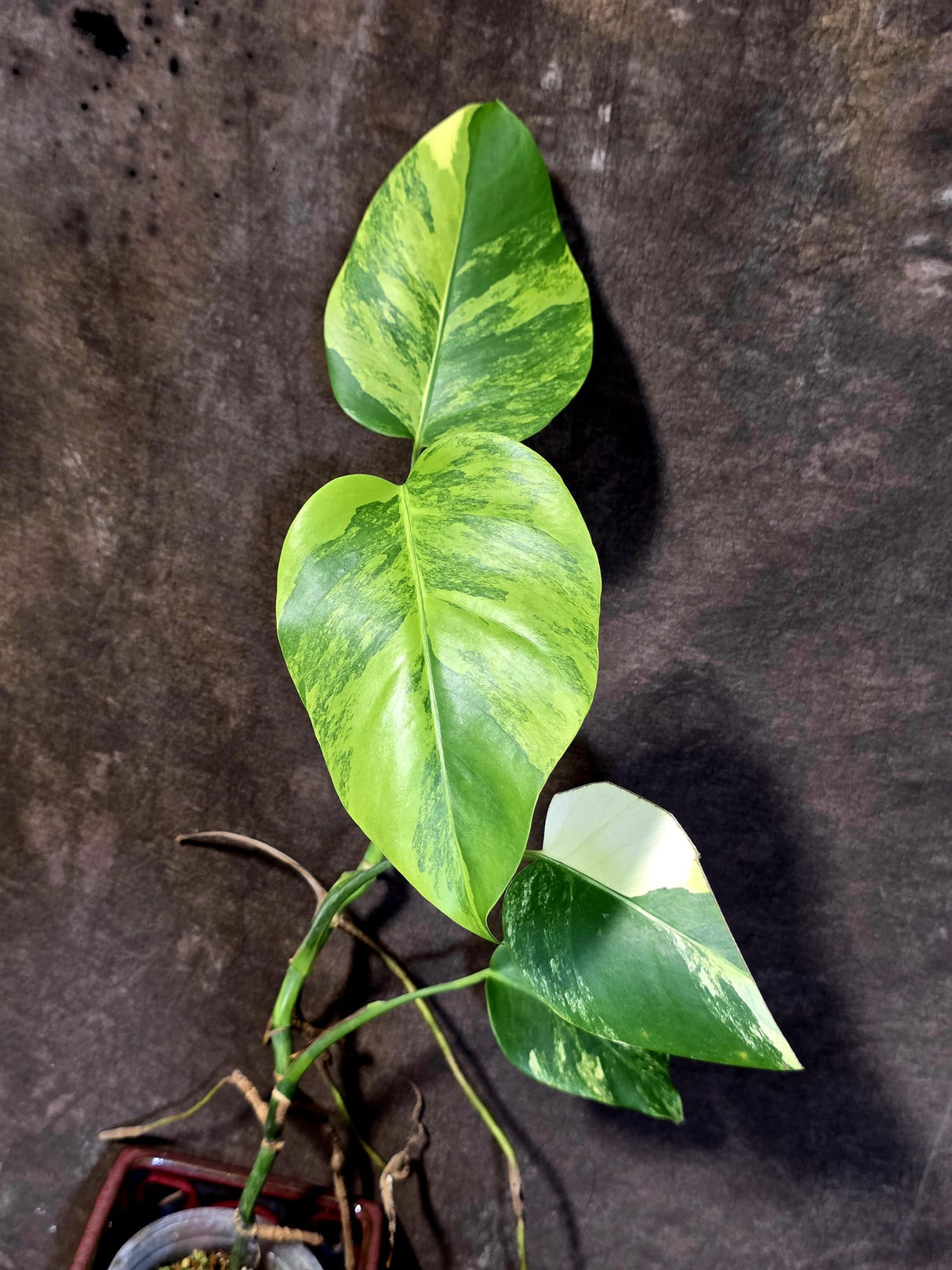Monstera Aurea Variegated Borsigiana - Monstera Marmota - (6-5-8)