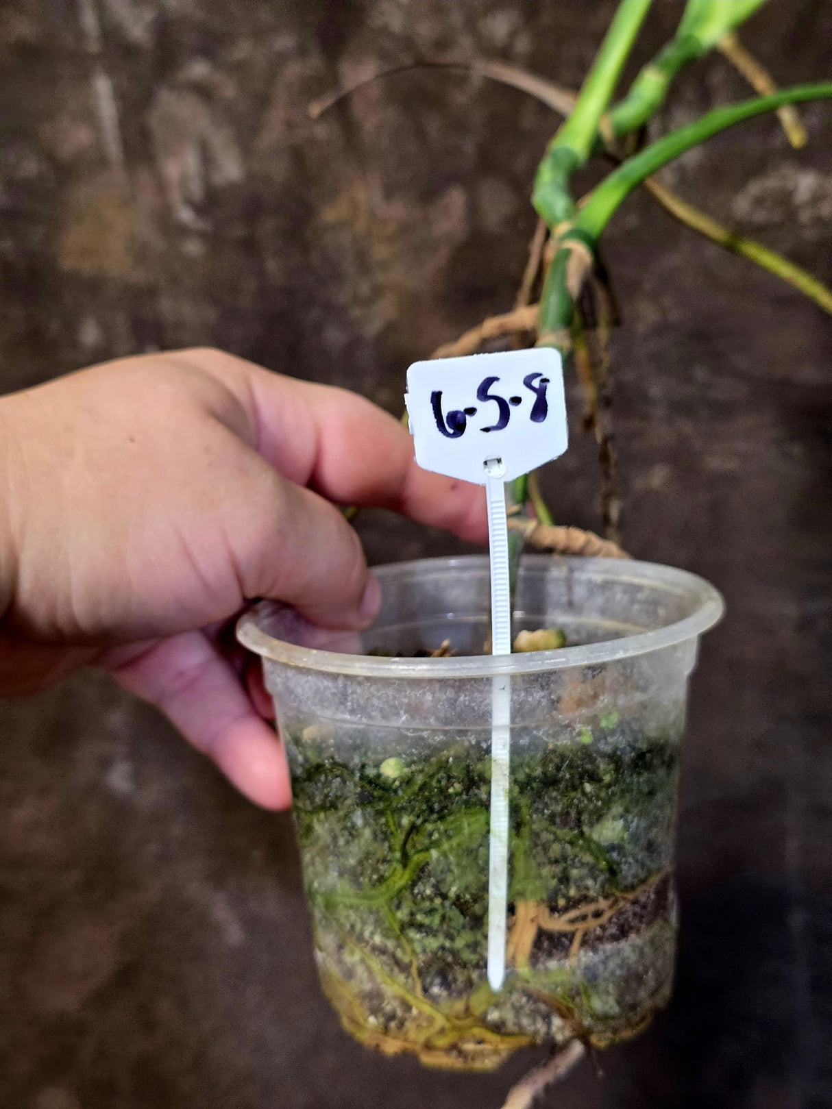 Monstera Aurea Variegated Borsigiana - Monstera Marmota - (6-5-8)
