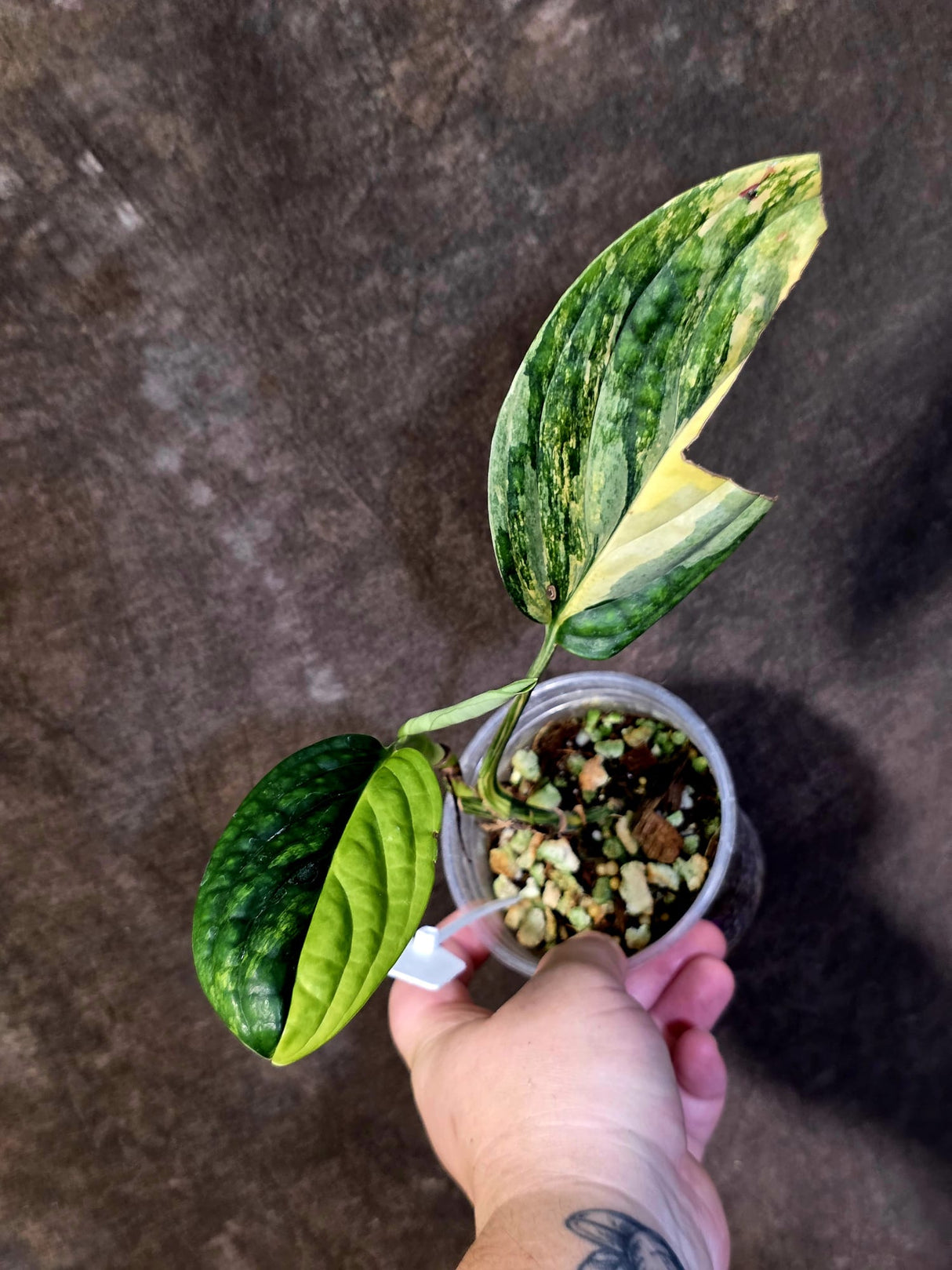 Variegated Monstera Peru in a Nursery Pot - Live Rare Houseplants - (6-5-9)