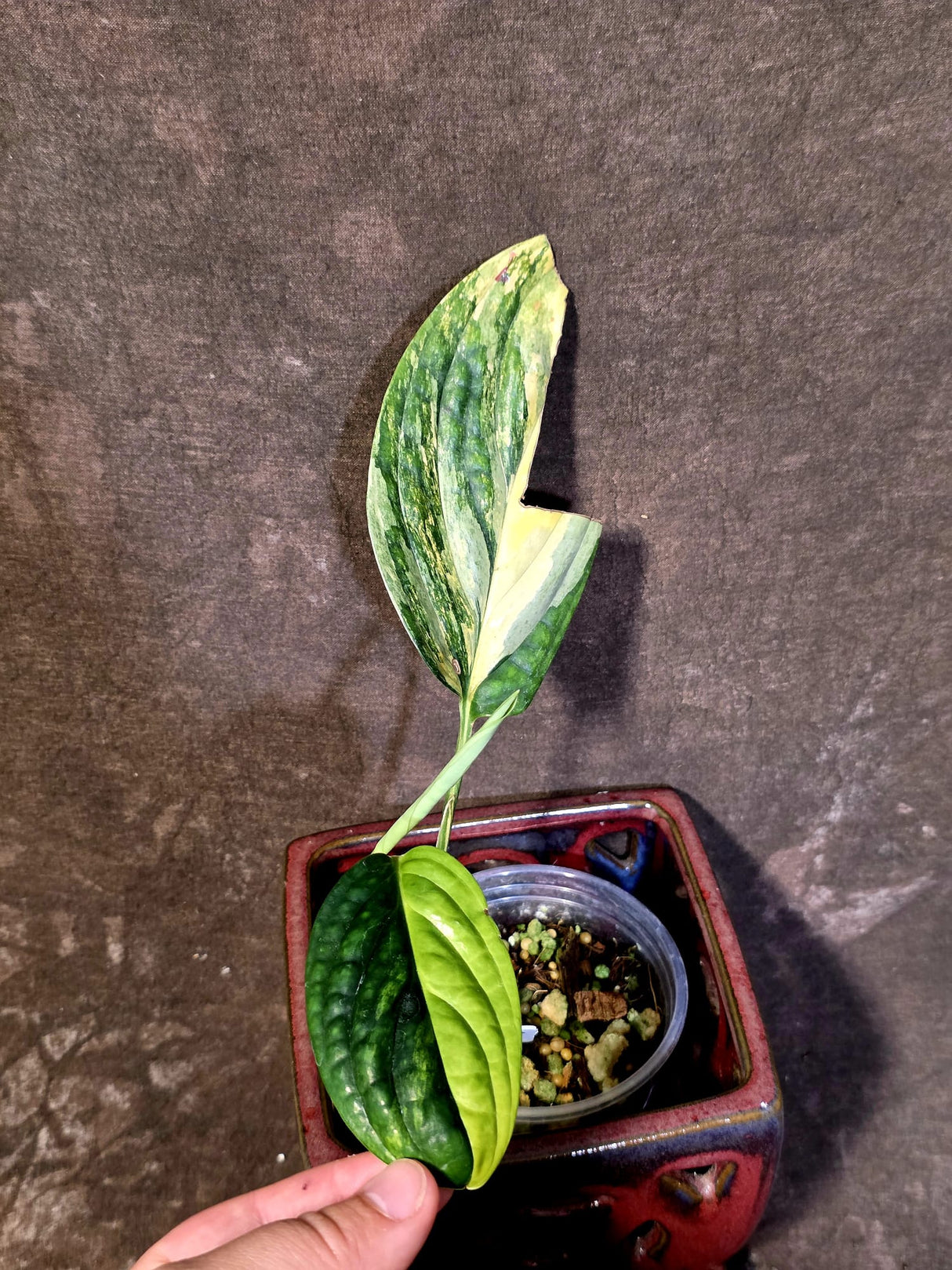 Variegated Monstera Peru in a Nursery Pot - Live Rare Houseplants - (6-5-9)